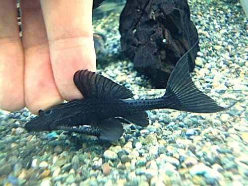 ガリバープレコ