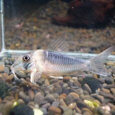 コリドラス　セラータス　２０２５年１１月１日入荷