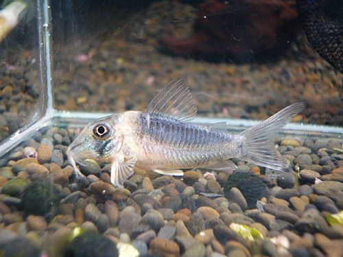 コリドラス　セラータス　２０２５年１１月１日入荷