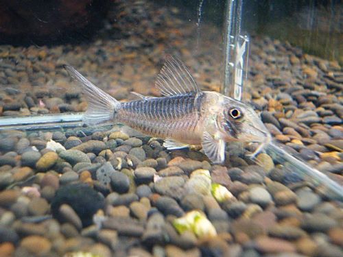 コリドラス　セラータス