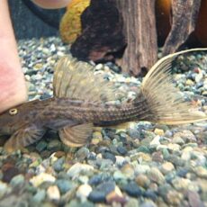 スカーレットトリムプレコ　２０２５年１０月２５日入荷