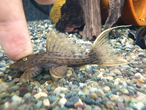 スカーレットトリムプレコ　２０２５年１０月２５日入荷