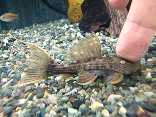 スカーレットトリムプレコ