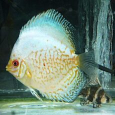 ホワイトバタフライディスカス　２０２５年１１月９日入荷