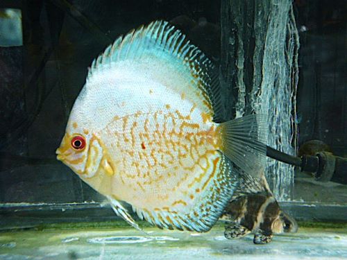 ホワイトバタフライディスカス　２０２５年１１月９日入荷