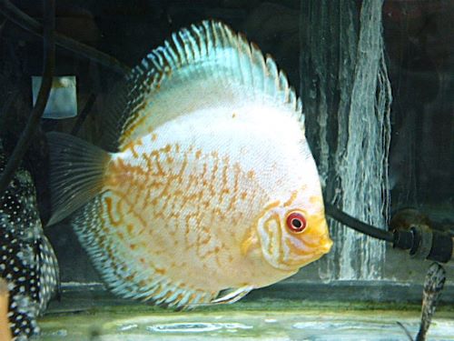 ホワイトバタフライ・ディスカス