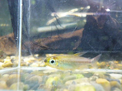 フェニックスコンゴテトラ