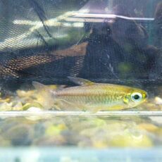 フェニックスコンゴテトラ　２０２５年１１月７日入荷