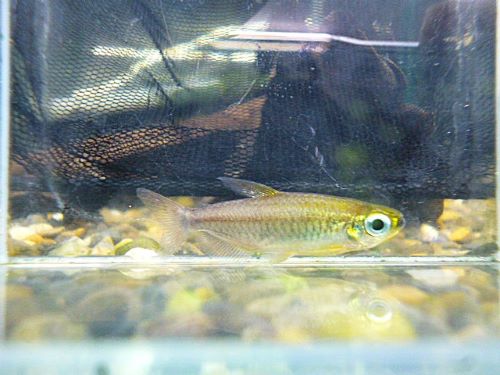 フェニックスコンゴテトラ　２０２５年１１月７日入荷