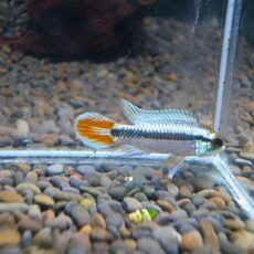 アピスト　アガシジ　ブルーフレーム　ペア　２０２５年１１月１１日入荷