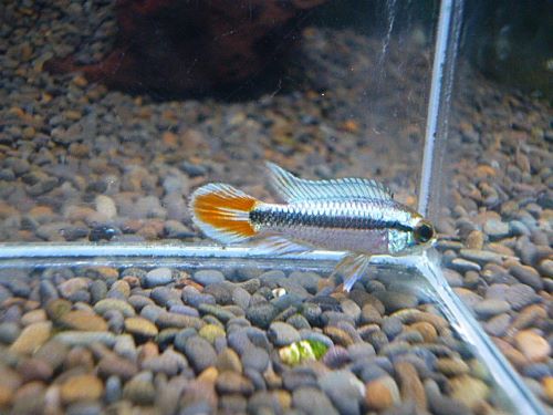 アピスト　アガシジ　ブルーフレーム　ペア　２０２５年１１月１１日入荷