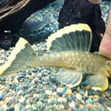 オレンジフィンブラックプレコ　２０２５年１１月８日入荷