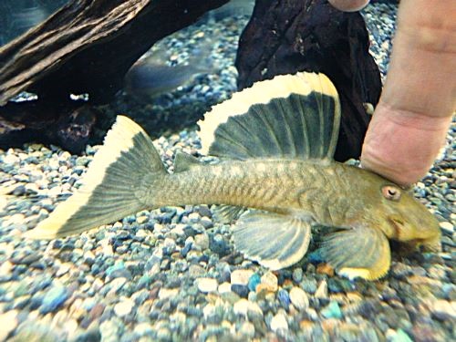 オレンジフィンブラックプレコ　２０２５年１１月８日入荷