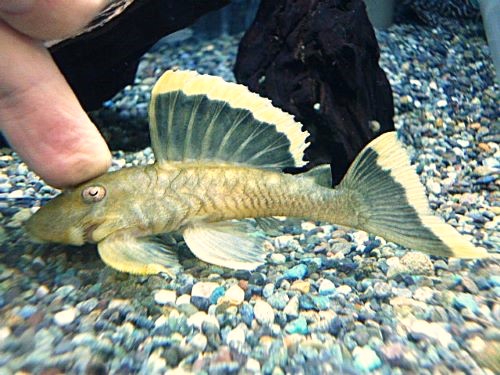 オレンジフィンブラックプレコ