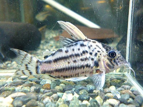 コリドラス　セミロングノーズスーパーシュワルツ