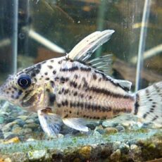 コリドラス　セミロングノーズスーパーシュワルツ①２０２５年１１月１２日入荷