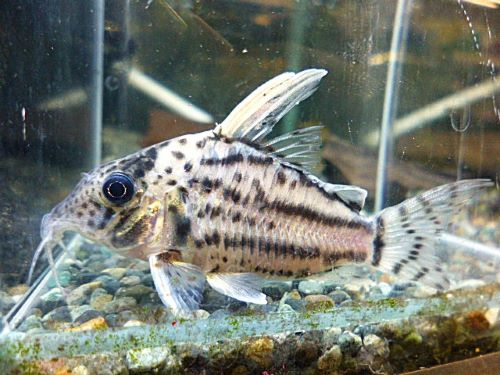 コリドラス　セミロングノーズスーパーシュワルツ①２０２５年１１月１２日入荷