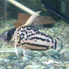 コリドラス　セミロングノーズスーパーシュワルツ②２０２５年１１月１２日入荷