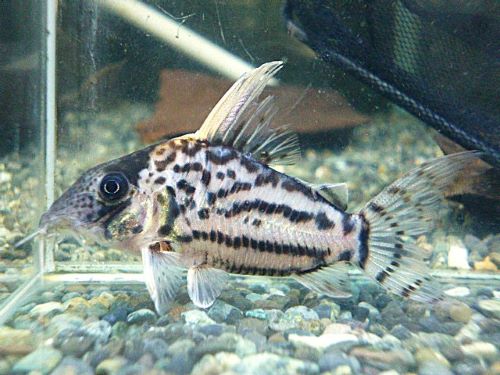 コリドラス　セミロングノーズスーパーシュワルツ②２０２５年１１月１２日入荷