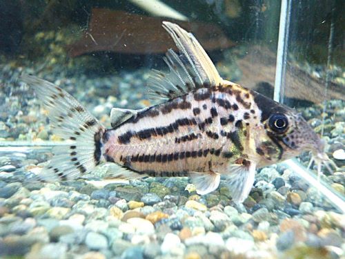 コリドラス　セミロングノーズスーパーシュワルツ