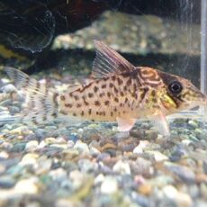 コリドラス　キンチャン　２０２５年１１月１３日入荷