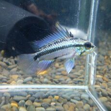 アピスト　トリファスキアータ　ペア　２０２５年１１月１３日入荷