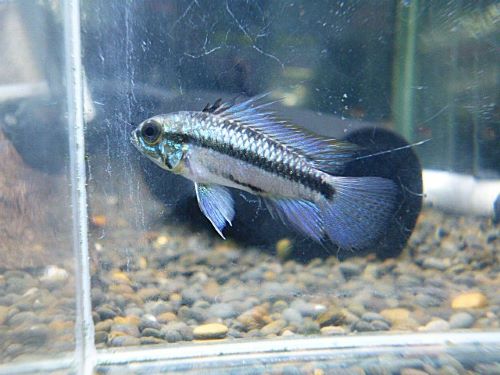 アピスト トリファスキアータ ペア 2025年11月13日入荷 トリファスキアータ