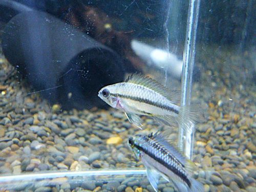 アピスト トリファスキアータ ペア 2025年11月13日入荷 トリファスキアータ