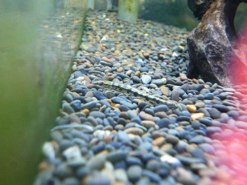 グリーンダータテトラ