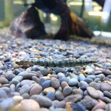 グリーンダータテトラ　２０２５年１１月１３日入荷