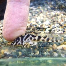 スーパーインペリアルゼブラプレコ①　２０２５年１１月６日入荷