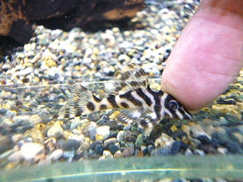 スーパーインペリアルゼブラプレコ