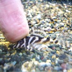 スーパーインペリアルゼブラプレコ②　２０２５年１１月６日入荷