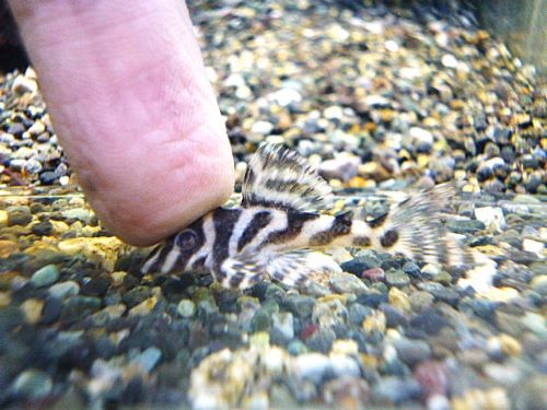 スーパーインペリアルゼブラプレコ②　２０２５年１１月６日入荷