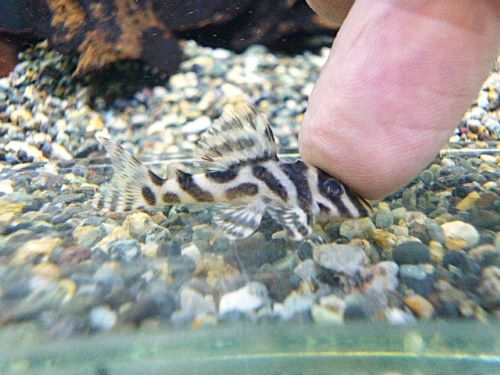 スーパーインペリアルゼブラプレコ② 2025年11月6日入荷 スーパーインペリアルゼブラプレコ