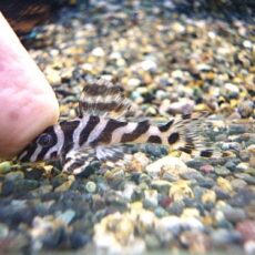 スーパーインペリアルゼブラプレコ③　２０２５年１１月６日入荷