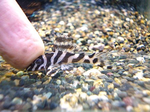 スーパーインペリアルゼブラプレコ③　２０２５年１１月６日入荷