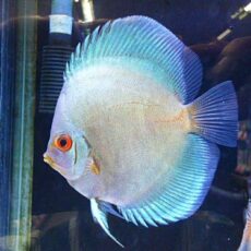 ブルーダイヤディスカス　２０２５年１１月９日入荷