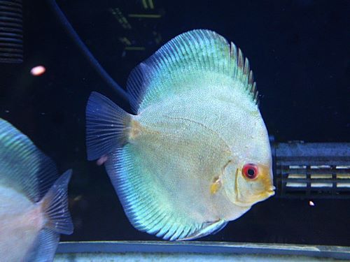 ブルーダイヤ・ディスカス