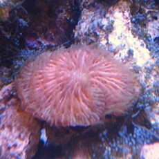 クサビライシ　レアカラー　２０２５年１１月１５日撮影