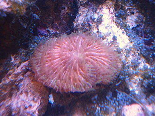 クサビライシ　レアカラー　２０２５年１１月１５日撮影