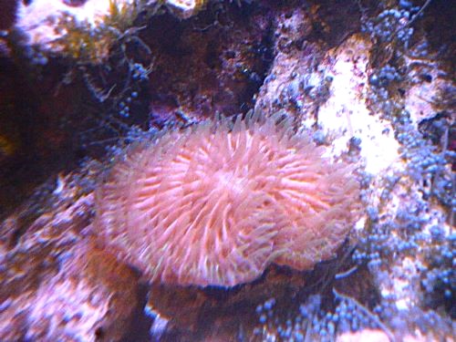 クサビライシ レアカラー 2025年11月15日撮影 クサビライシ