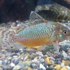 コリドラス　ゲリィ　　２０２５年１１月１３日入荷