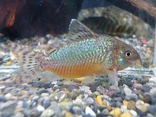 コリドラス　ゲリィ　　２０２５年１１月１３日入荷