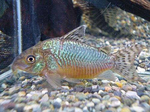 コリドラス　ゲリィ
