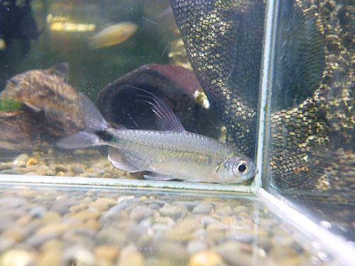 ブルーダイヤモンドコンゴテトラ