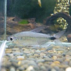 ブルーダイヤモンドコンゴテトラ　ペア　２０２５年１０月１６日入荷