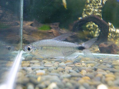 ブルーダイヤモンドコンゴテトラ ペア 2025年10月16日入荷 ブルーダイヤモンドコンゴテトラ