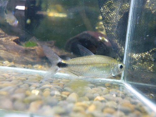 ブルーダイヤモンドコンゴテトラ ペア 2025年10月16日入荷 ブルーダイヤモンドコンゴテトラ