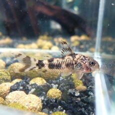 コリドラス　フレーリッヒ　ブリード　２０２５年９月３０日入荷